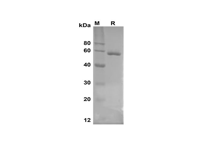 SDS-PAGE analysis of Human DAO proteins, 2 μg/lane of Recombinant Human DAO proteins, was resolved with SDS-PAGE under reducing conditions, showing bands at 55 kDa.