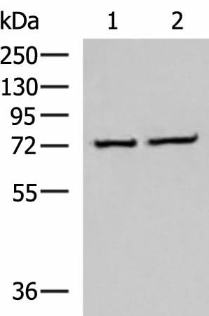 Western blot analysis of K562 and Jurkat cell lysates using CSTF3 Polyclonal Antibody at dilution of 1:650