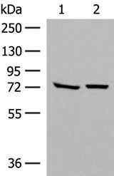 Western blot analysis of HepG2 and A172 cell lysates using POMGNT1 Polyclonal Antibody at dilution of 1:250