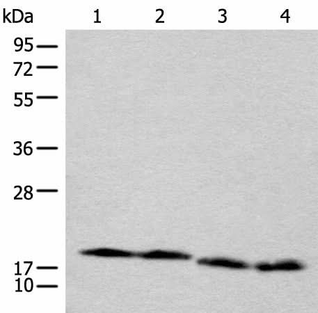 Western blot analysis of TM4 Jurkat NIH/3T3 and RAW264.7 cell lysates using CETN3 Polyclonal Antibody at dilution of 1:600