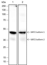 Anti-Human/Rat/Mouse SIRT2 Antibody [A435]