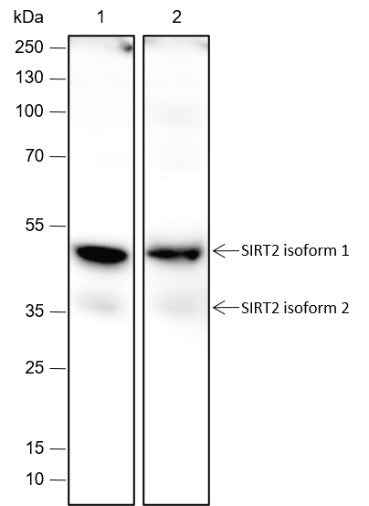 Anti-Human/Rat/Mouse SIRT2 Antibody [A435]