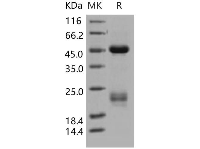 > 97 % as determined by reducing SDS-PAGE.
