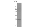 > 95 % as determined by reducing SDS-PAGE.