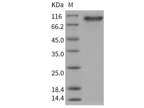 > 97 % as determined by reducing SDS-PAGE.