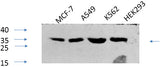 Western Blot analysis of various cells using Phospho-CREB1 (Ser133) Polyclonal Antibody at dilution of 1:1000