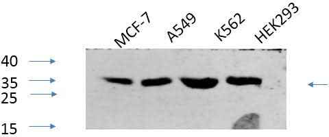 Anti-Human/Mouse/Rat CREB-1 (phospho Ser133) Antibody