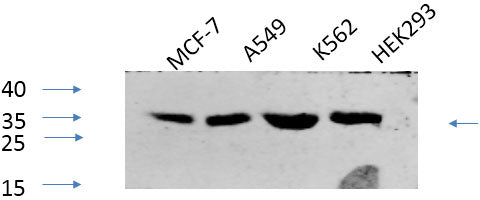 Western Blot analysis of various cells using Phospho-CREB1 (Ser133) Polyclonal Antibody at dilution of 1:1000
