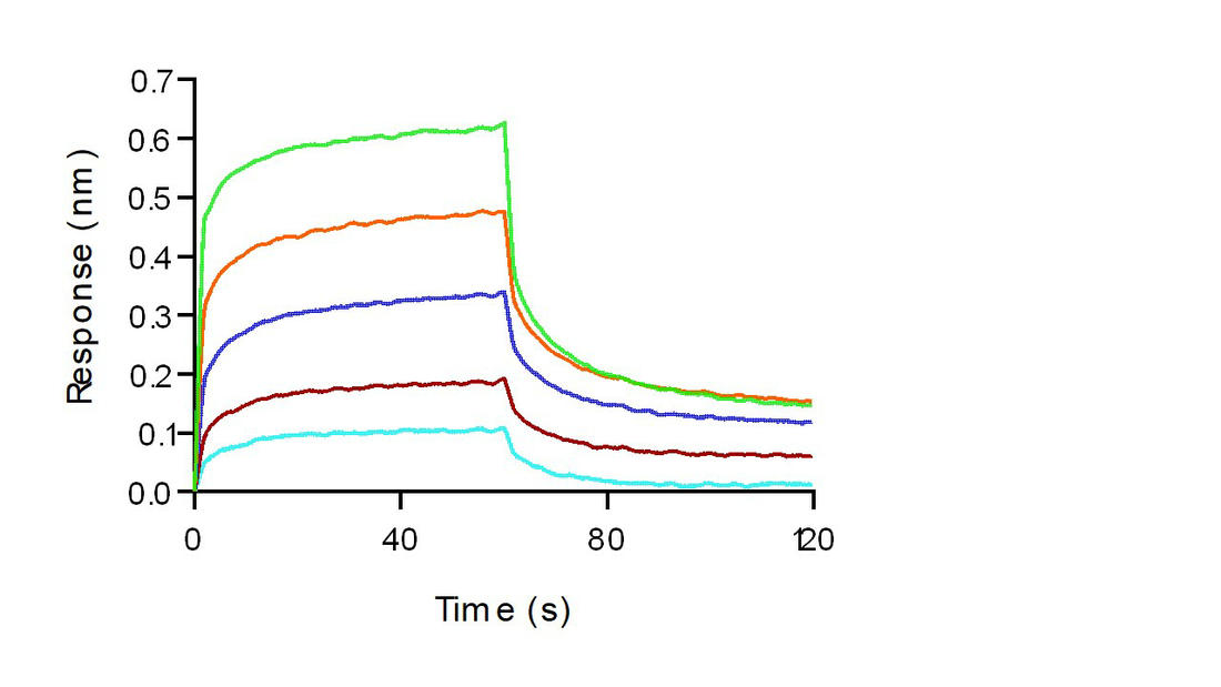 Loaded Human FcγRIIIA / CD16a (F176) recombinant protein (Cat: PKSH030287 ) on His1K Biosensor, can bind Bevacizumab (IgG1) with an affinity constant of 3.6 μM as determined in BLI assay (ForteBio Octet Red384).