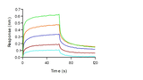Loaded Human FcγRIIIA / CD16a (F176) recombinant protein (Cat: PKSH030287 ) on His1K Biosensor, can bind Bevacizumab (IgG1) with an affinity constant of 3.6 μM as determined in BLI assay (ForteBio Octet Red384).