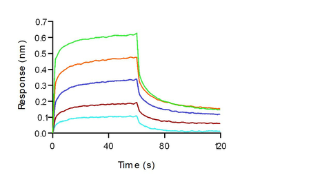 Loaded Human FcγRIIIA / CD16a (F176) recombinant protein (Cat: PKSH030287 ) on His1K Biosensor, can bind Bevacizumab (IgG1) with an affinity constant of 3.6 μM as determined in BLI assay (ForteBio Octet Red384).