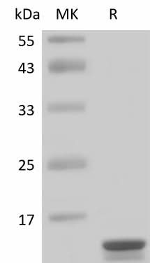 > 95 % as determined by reducing SDS-PAGE.