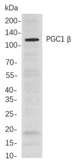 Anti-Human/Mouse/Rat PGC1 β Antibody [B745]