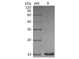 Recombinant Human Artemin Protein - ABMIUM