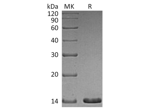 Recombinant Human Artemin Protein - ABMIUM