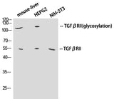 Western Blot analysis of various cells using TGF β Receptor II Polyclonal Antibody at dilution of 1:1000.