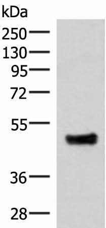 Western blot analysis of Mouse lung tissue lysate using IRX5 Polyclonal Antibody at dilution of 1:300