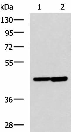 Western blot analysis of Hela and Jurkat cell lysates using LAMP3 Polyclonal Antibody at dilution of 1:600