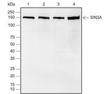 Anti-Human/Rat/Mouse SIN3A Antibody [A779] - ABMIUM