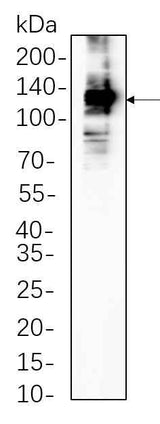 Anti-Human/Mouse/Rat iNOS Antibody [1A7]