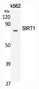 Western Blot analysis of K562 cells using SIRT1 Polyclonal Antibody at dilution of 1:2000.