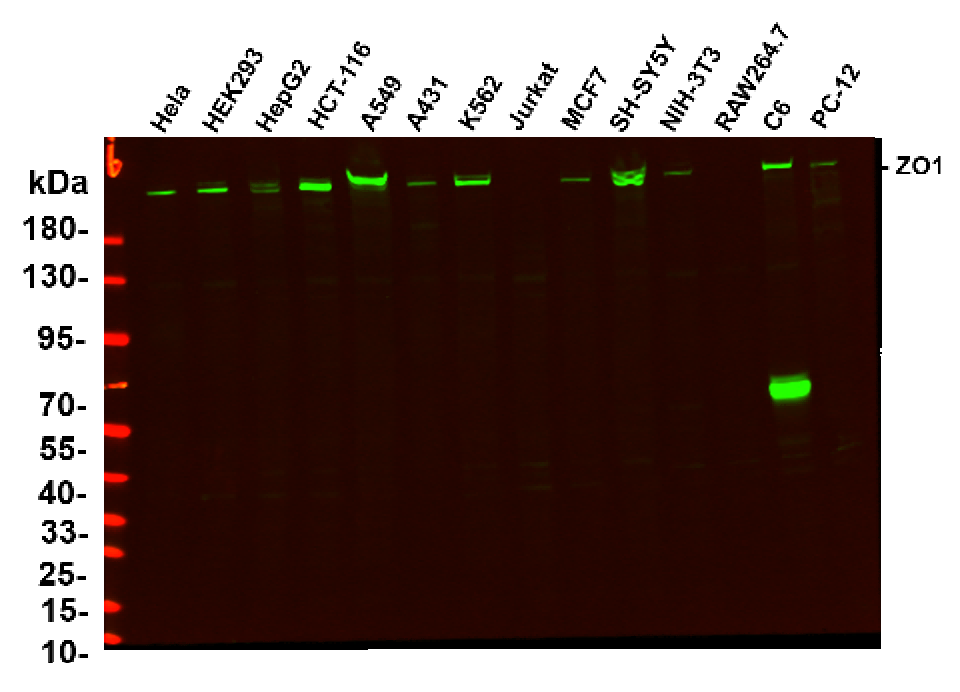Anti-Human/Mouse/Rat/Pig ZO1 Antibody [6H11] - ABMIUM