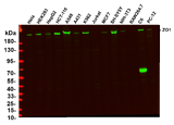 Anti-Human/Mouse/Rat/Pig ZO1 Antibody [6H11]