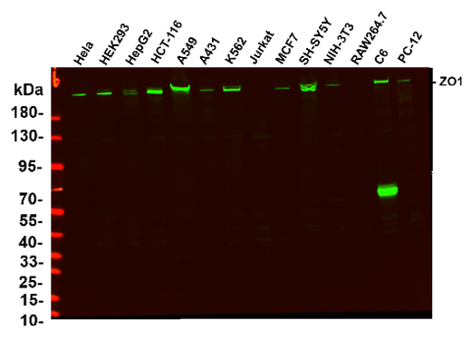 Anti-Human/Mouse/Rat/Pig ZO1 Antibody [6H11] - ABMIUM