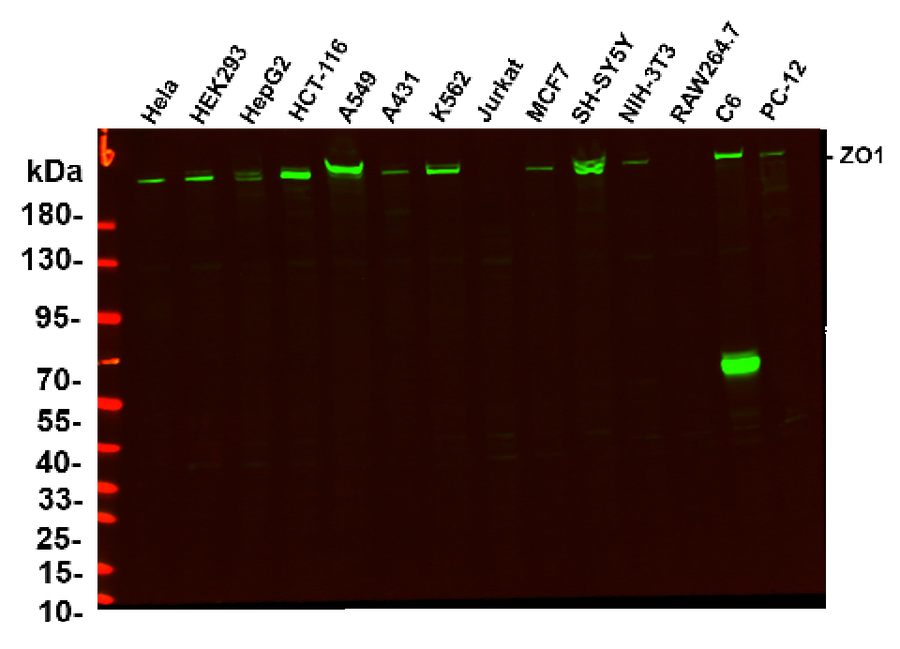 Anti-Human/Mouse/Rat/Pig ZO1 Antibody [6H11]