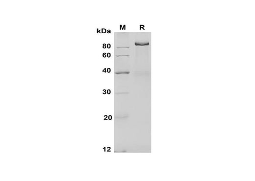 SDS-PAGE analysis of Mouse Dll4 proteins, 2 μg/lane of Recombinant Mouse Dll4 proteins was resolved with SDS-PAGE under reducing conditions, showing bands at 90-100 kDa.