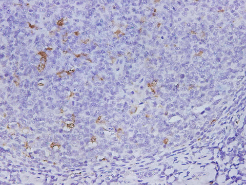 Anti-Human CD68 Antibody - ABMIUM