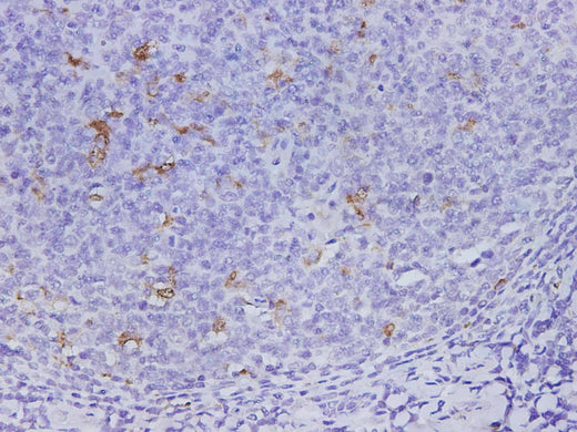 Anti-Human CD68 Antibody - ABMIUM