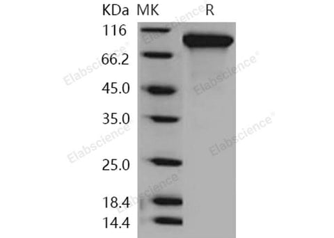 > 97 % as determined by reducing SDS-PAGE.