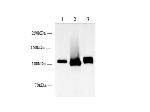 Anti-Mouse/Rat DPP4 Antibody - ABMIUM