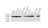 Western Blot analysis of various samples using Cyclin B1 Polyclonal Antibody at dilution of 1:500.