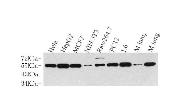 Western Blot analysis of various samples using Cyclin B1 Polyclonal Antibody at dilution of 1:500.