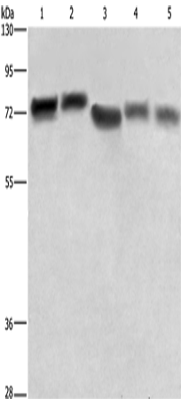 Anti-Human/Mouse RDX Antibody - ABMIUM