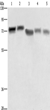 Anti-Human/Mouse RDX Antibody - ABMIUM