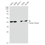 Western blot detection of Tissue Factor in Hela,A549,MCF-7,U251,HL-60 cell lysates using Tissue Factor Rabbit mAb(1:1000 diluted).Predicted band size:33kDa.Observed band size:45kDa.
