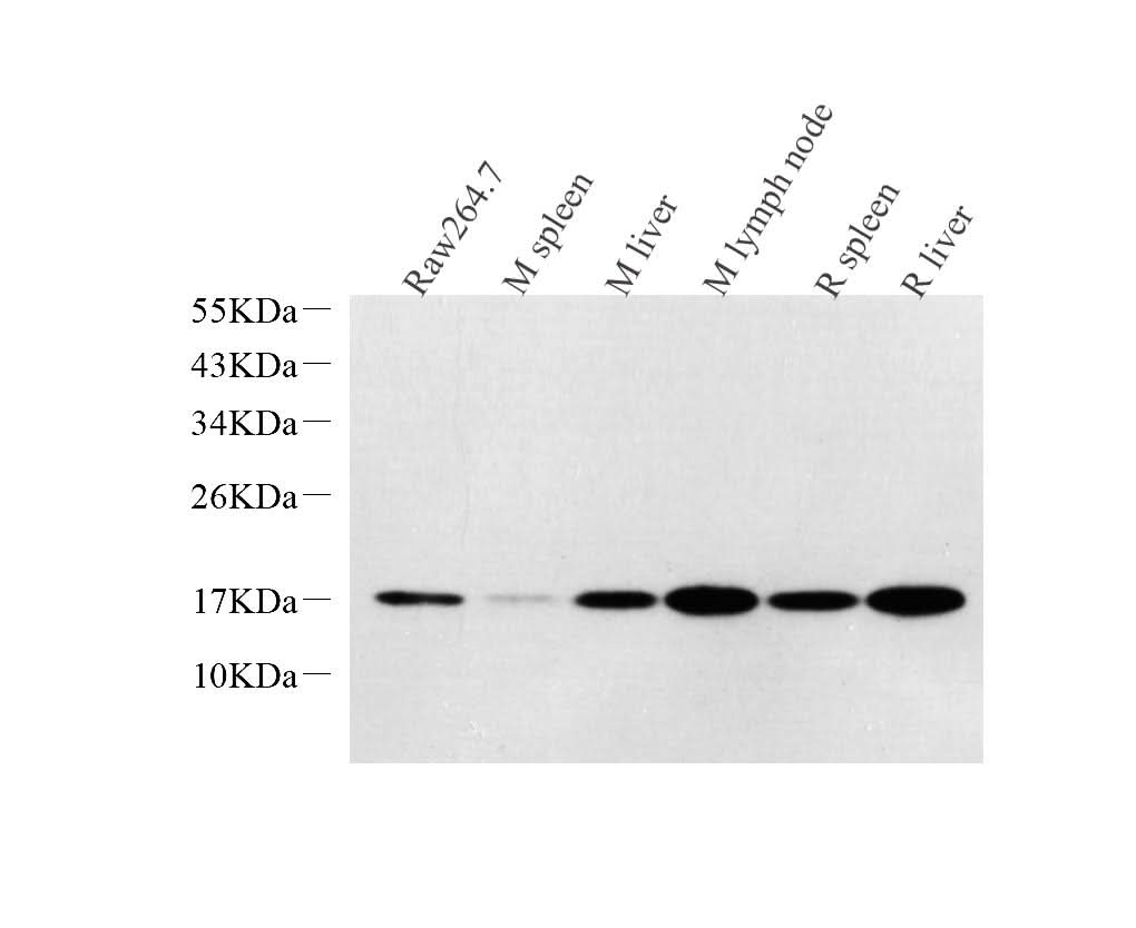 Western Blot analysis of various samples using Lysozyme Polyclonal Antibodyat dilution of 1:1000.