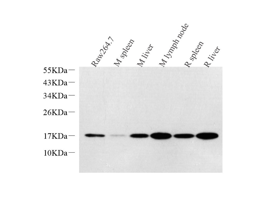 Western Blot analysis of various samples using Lysozyme Polyclonal Antibodyat dilution of 1:1000.