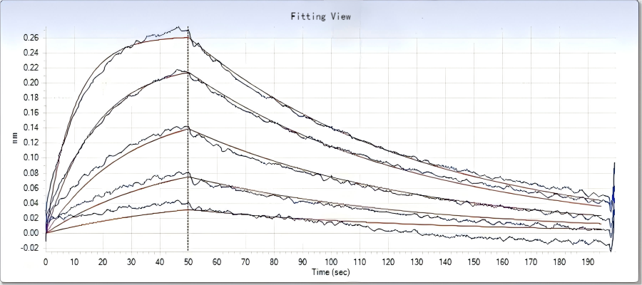 SARS-CoV-2 Coronavirus spike Protein 33244,Loaded ACE2 Protein, Human, Recombinant (mFc Tag) (Cat. No. PKSH031870) on AMC Biosensor, can bind SARS-CoV-2 (2019-nCoV) Spike S1(D614G)-His Recombinant Protein (Cat: PKSR030531) with an affinity constant of 57.7 nM as determined by Octet RED System.