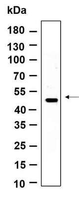 Anti-Human/Mouse/Rat LXRα Antibody [B882]