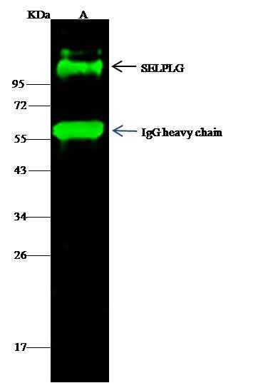 Anti-Human SELPLG Antibody [B369] - ABMIUM