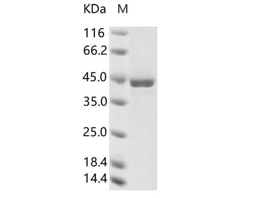 > 95 % as determined by reducing SDS-PAGE.