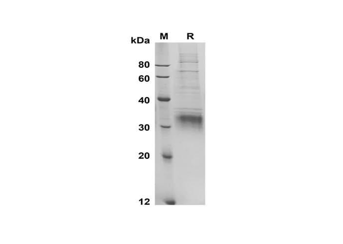 SDS-PAGE analysis of Mouse Ifnb1 proteins, 2 μg/lane of Recombinant Mouse Ifnb1 proteins was resolved with SDS-PAGE under reducing conditions, showing bands at 30-35 kDa.