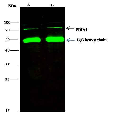 Anti-Human PDIA4 Antibody [B365] - ABMIUM
