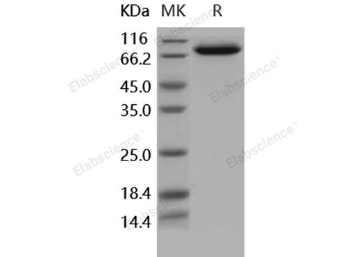 > 95 % as determined by reducing SDS-PAGE.
