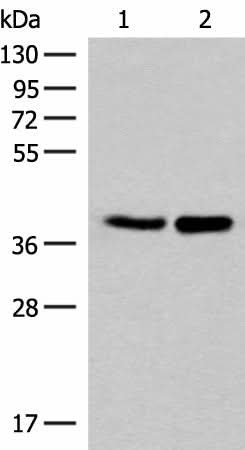 Anti-Human FAM84B Antibody - ABMIUM