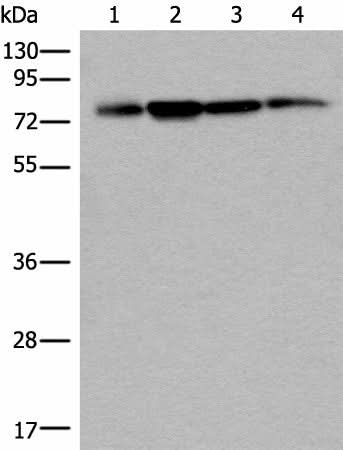 Western blot analysis of 293T Hela and A375 cell lysates using PHF21A Polyclonal Antibody at dilution of 1:400